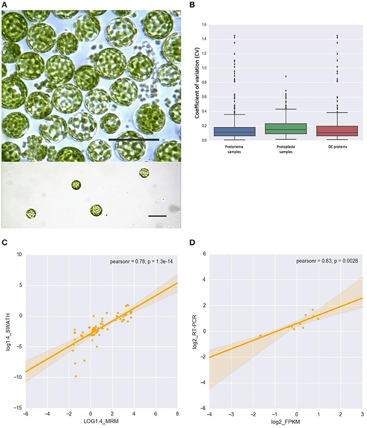 Frontiers | The Physcomitrella patens Chloroplast Proteome Changes 