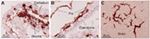 www.frontiersin.org