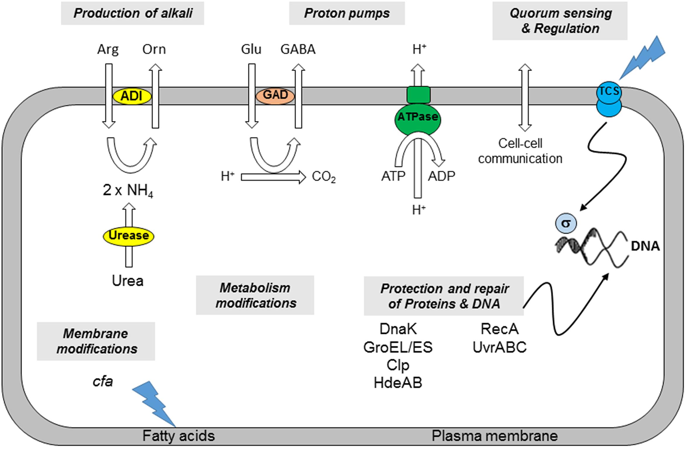 bacillus cereus fermentation