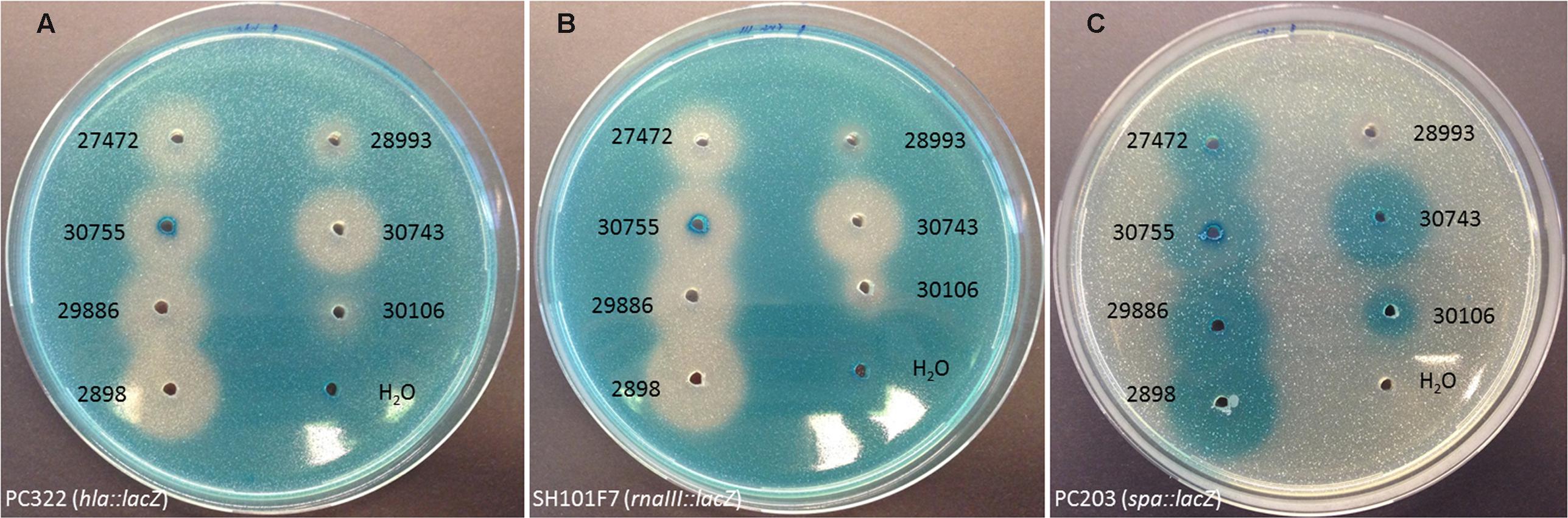 Frontiers  Cross-Talk between Staphylococcus aureus and Other  Staphylococcal Species via the agr Quorum Sensing System