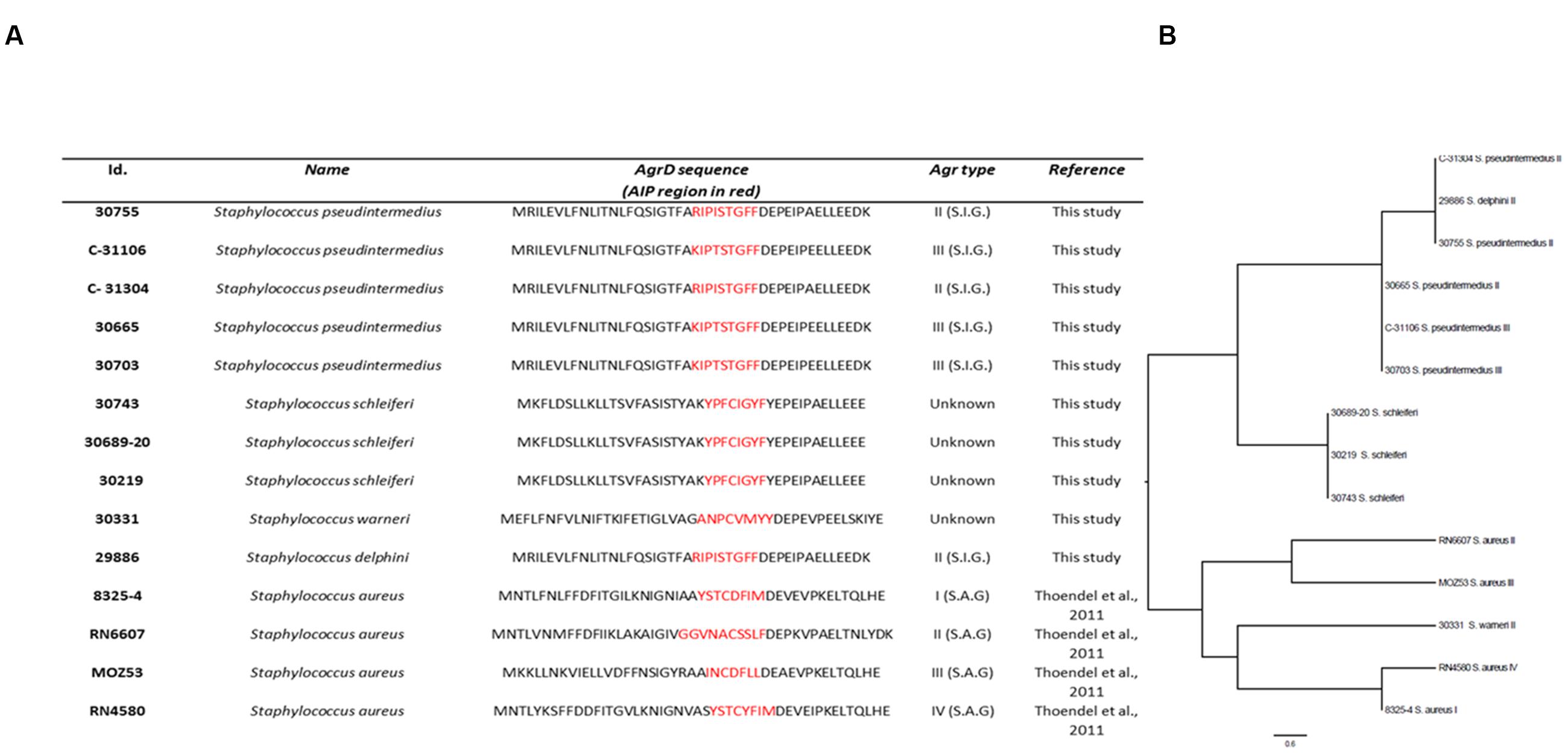 Frontiers  Cross-Talk between Staphylococcus aureus and Other  Staphylococcal Species via the agr Quorum Sensing System