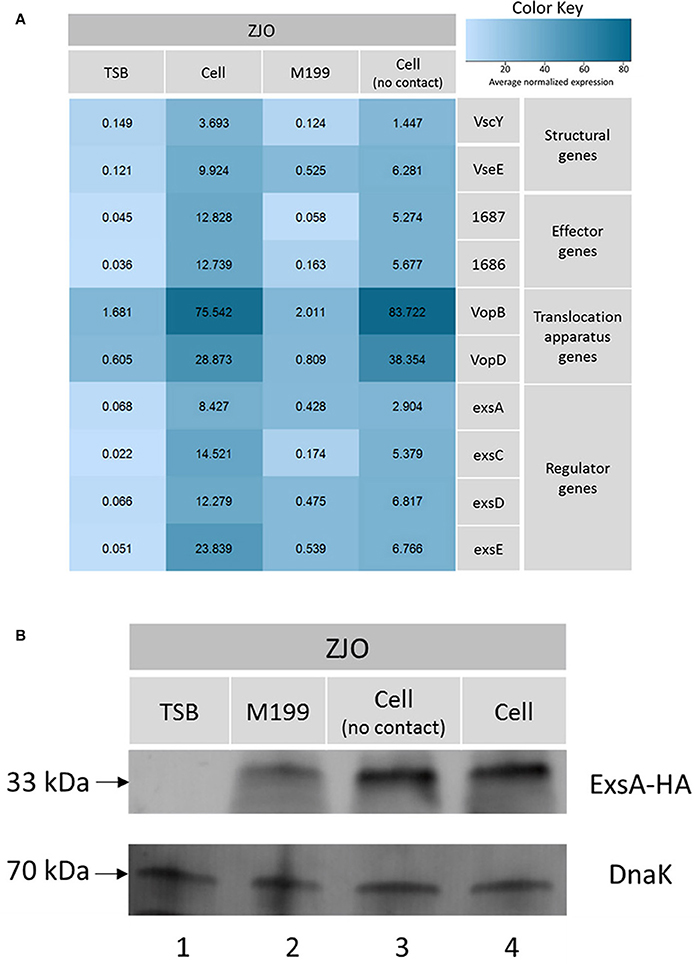 Frontiers Exse Is A Negative Regulator For T3ss Gene Expression In Vibrio Alginolyticus Cellular And Infection Microbiology