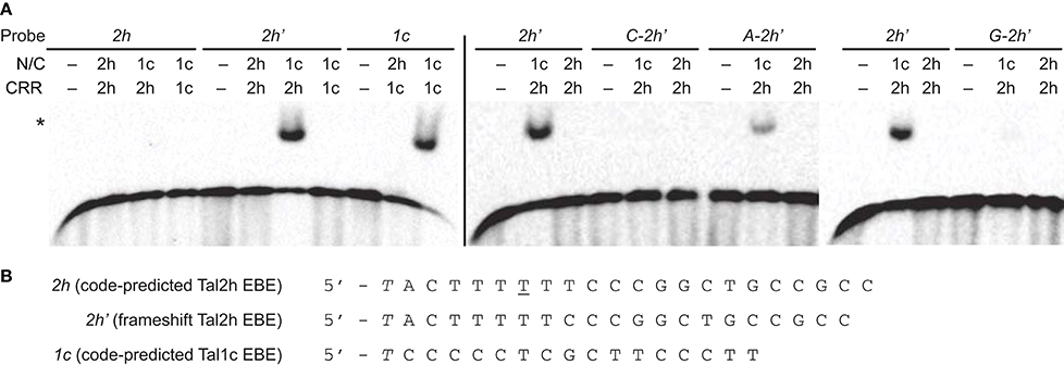Frontiers | Suppression of Xo1-Mediated Disease Resistance Frontiers | Suppression of Xo1-Mediated Disease Resistance