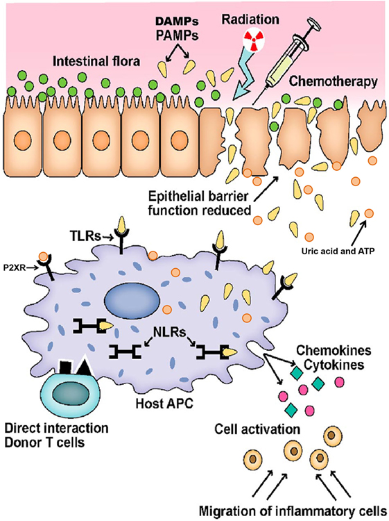 Frontiers Pathophysiology Of Gvhd And Other Hsct Related Major