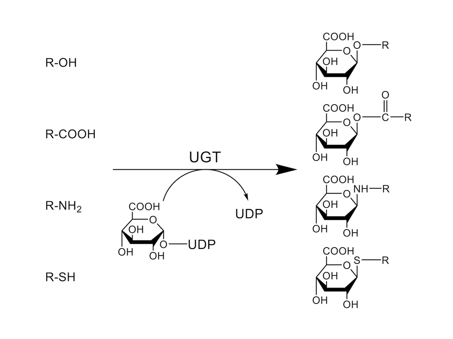 Frontiers | Structure and Protein–Protein Interactions of Human UDP ...