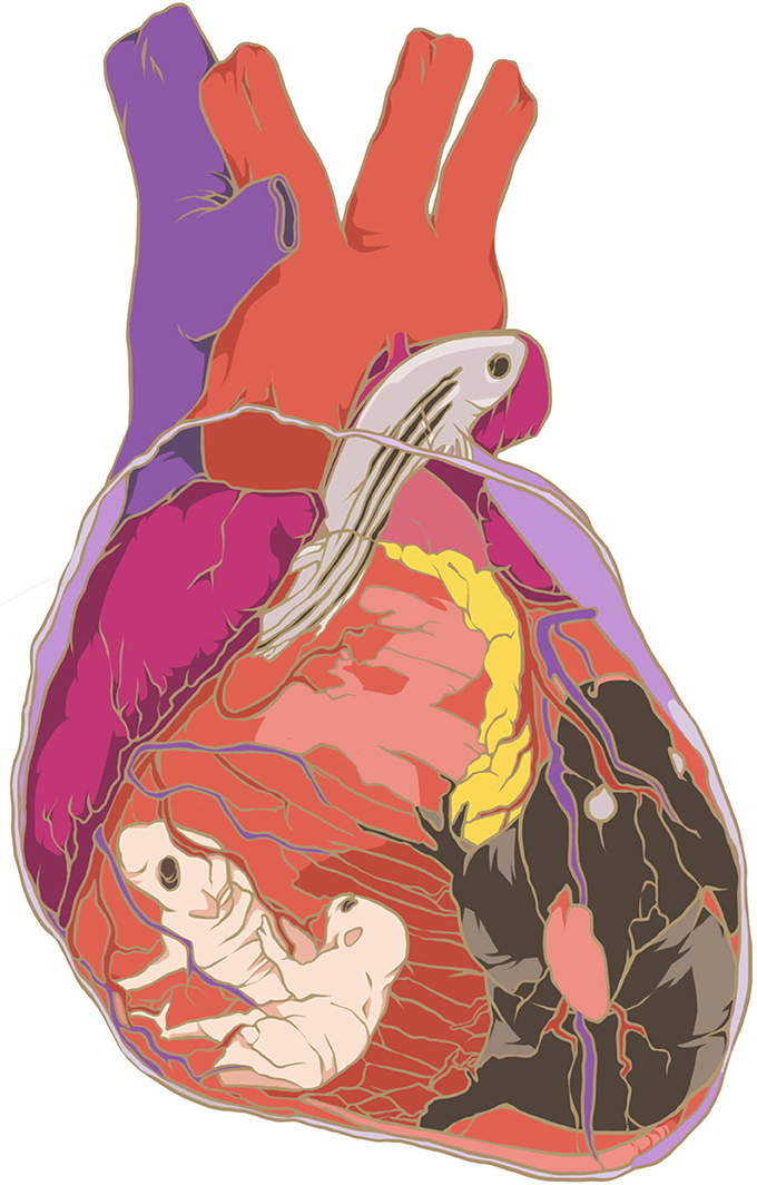 Frontiers Redox Regulation Of Heart Regeneration An Evolutionary 