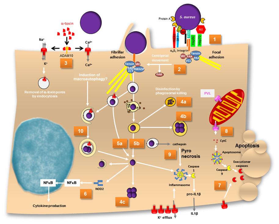 Frontiers  Selective Host Cell Death by Staphylococcus aureus: A Strategy  for Bacterial Persistence