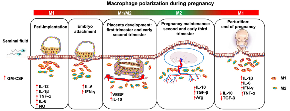 Frontiers Modulators Of The Balance Between M1 And M2 Macrophages During Pregnancy Immunology