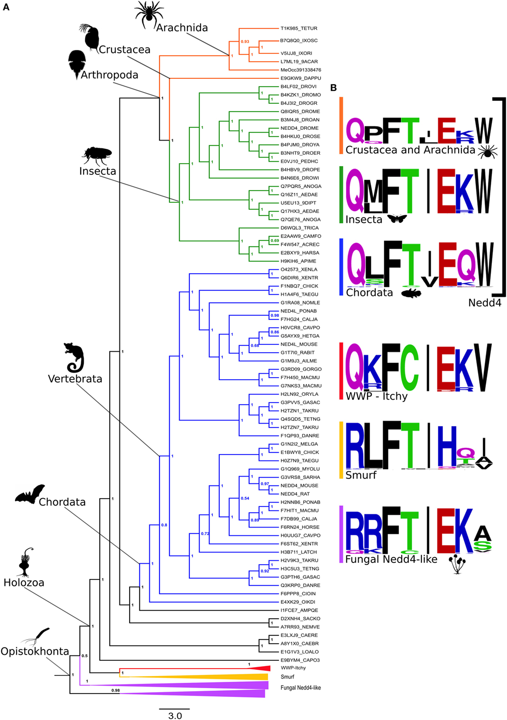 Frontiers Evidence Of An Antimicrobial Peptide Signature Encrypted In Hect Ubiquitin Ligases Immunology