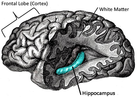 Why taking brain breaks is important for creativity - Elite Business  Magazine