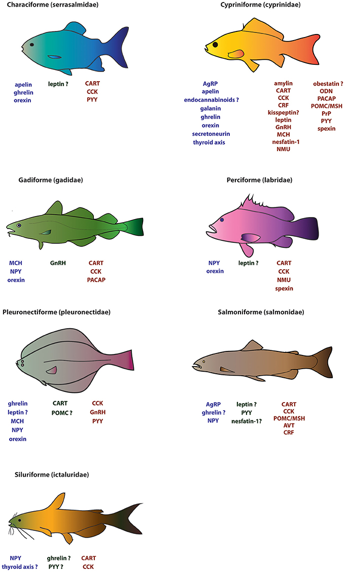 NEW SALMON FISH vs HUNGRY PIRANHA - Feed and Grow Fish - Part 29