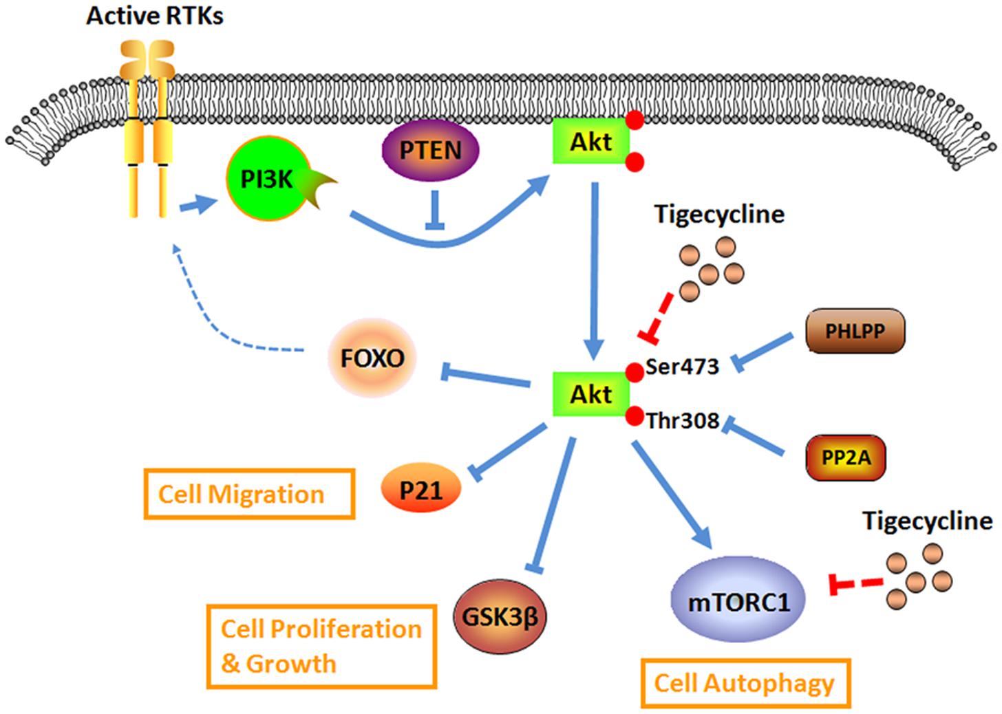 見逃し厳禁！おトクな Frontiers | The Antibiotic Drug Tigecycline: A Focus on its エッセンシャルオイル