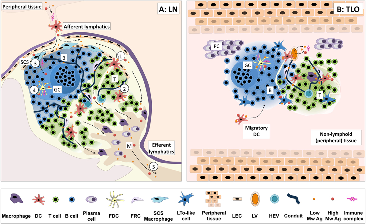 File:Antigen presentation.svg - Wikipedia