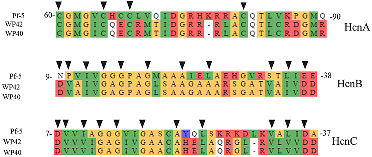 Frontiers | An In vitro Study of Bio-Control and Plant Growth Promotion ...