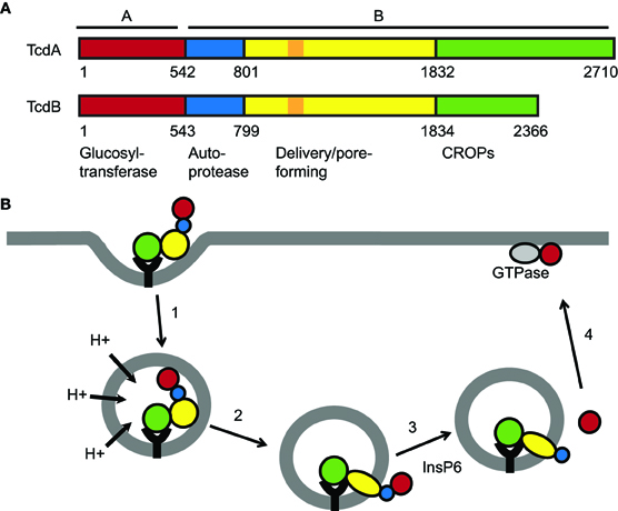 Clostridium difficile A+B toxin gyorsteszt