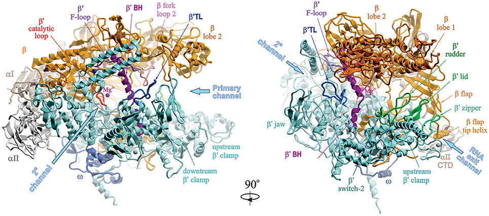 DNA Transcription,  Transcription Factor Binding