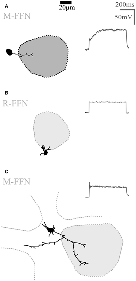 www.frontiersin.org