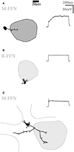 www.frontiersin.org