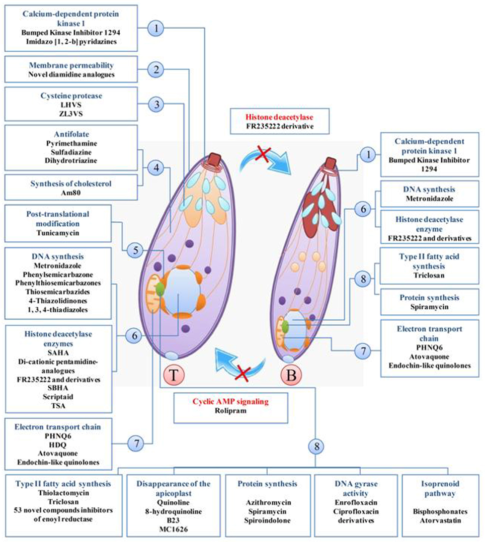 Frontiers A Systematic Review Of In Vitro And In Vivo Activities Of Anti Toxoplasma Drugs And Compounds 06 16 Microbiology