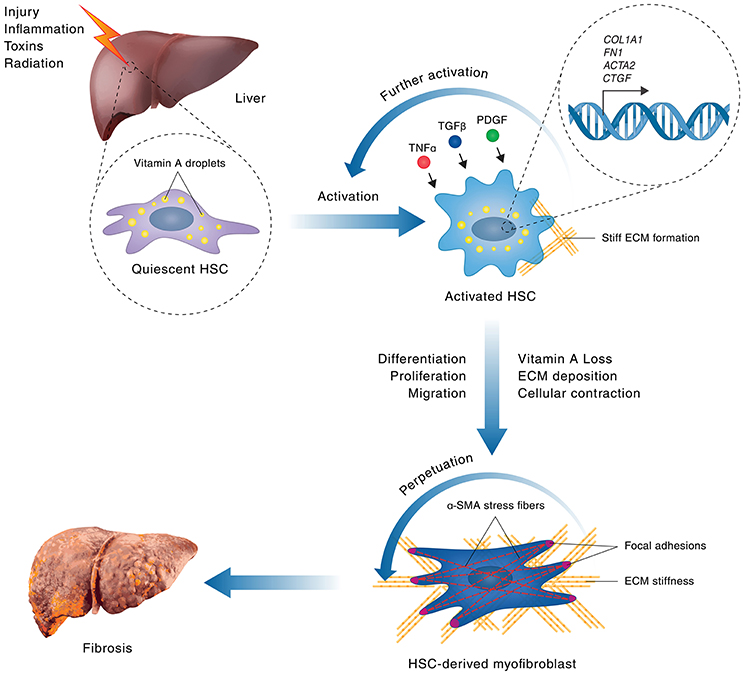 Liver‐Inspired Polyetherketoneketone Scaffolds Simulate Regenerative  Signals and Mobilize Anti‐Inflammatory Reserves to Reprogram Macrophage  Metabolism for Boosted Osteoporotic Osseointegration - Gu - 2023 - Advanced  Science - Wiley Online Library