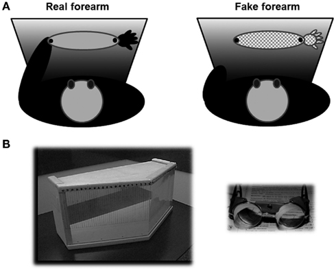 www.frontiersin.org