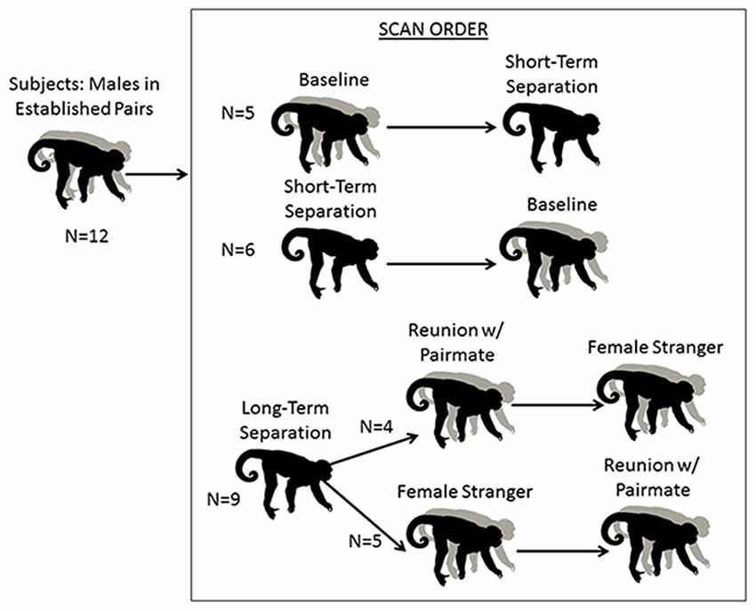 Frontiers | Challenges to the Pair Bond: Neural and Hormonal Effects of  Separation and Reunion in a Monogamous Primate