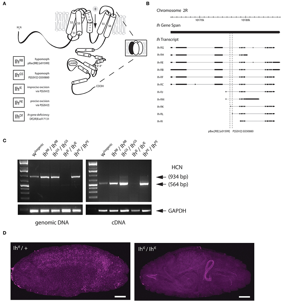 Frontiers | The Ih Channel Gene Promotes Synaptic Transmission and Coordinated Movement in ...