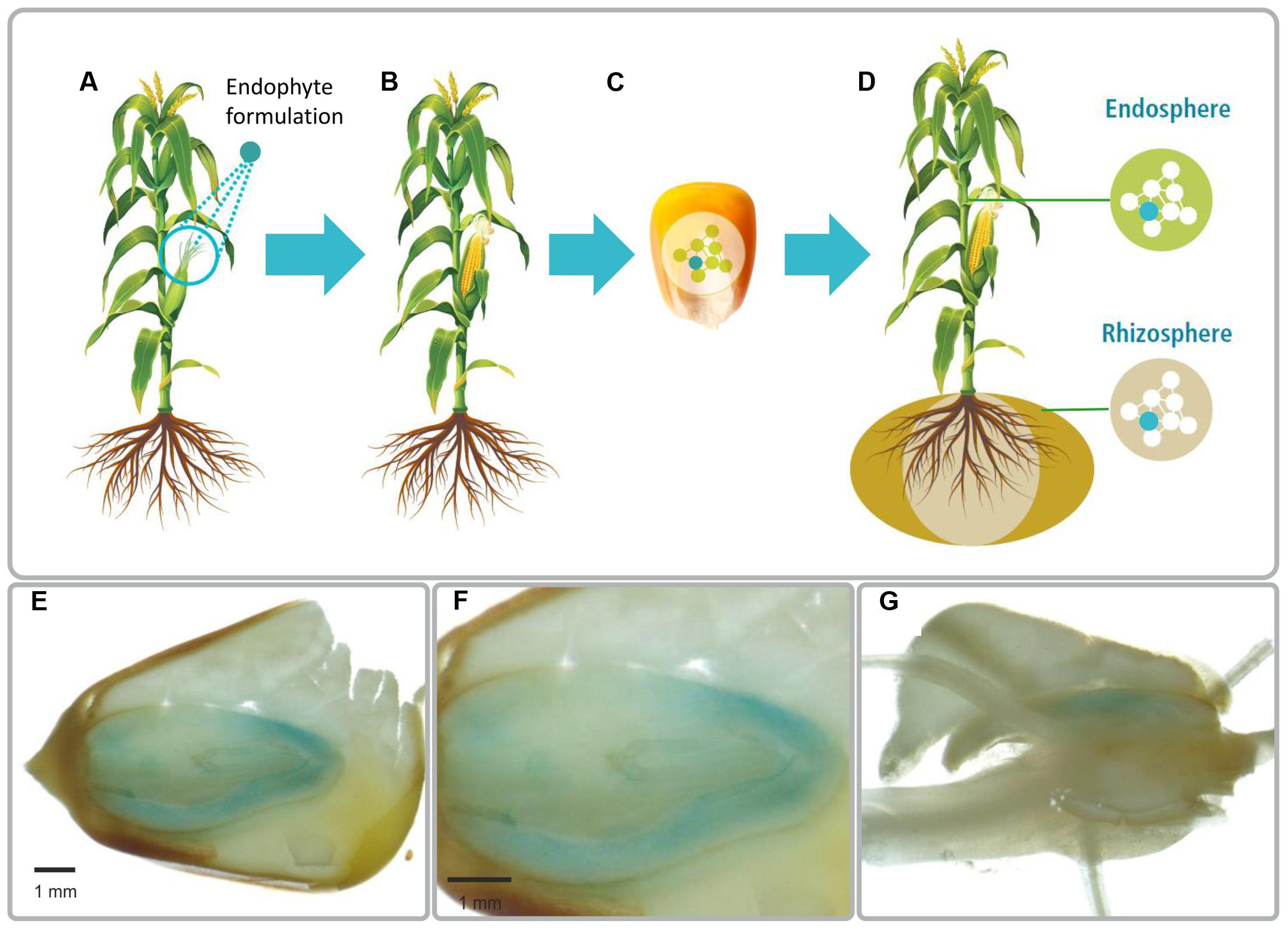 Frontiers A New Approach To Modify Plant Microbiomes And Traits By Introducing Beneficial Bacteria At Flowering Into Progeny Seeds Microbiology