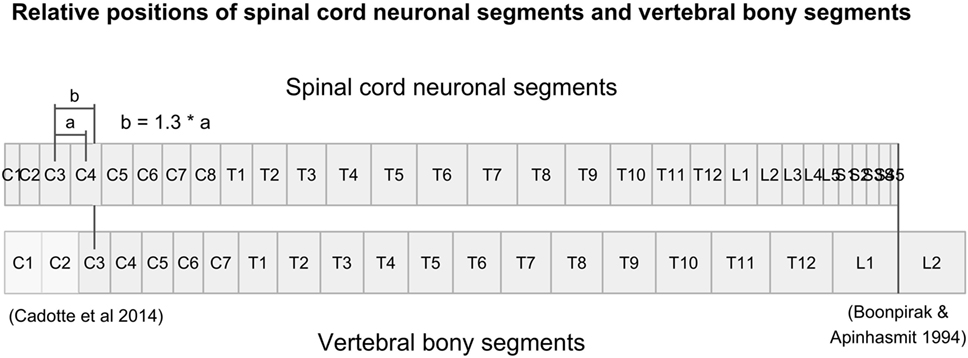 Position relative height 100. Spinal Cord segments. Position of segments in Spinal Cord. MRI tractography of the diameter of the Spinal Cord. Примеры позитион relativ.