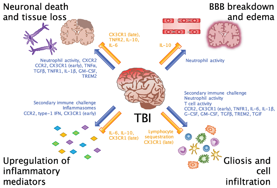 Frontiers | Emerging Roles for the Immune System in Traumatic Brain Injury