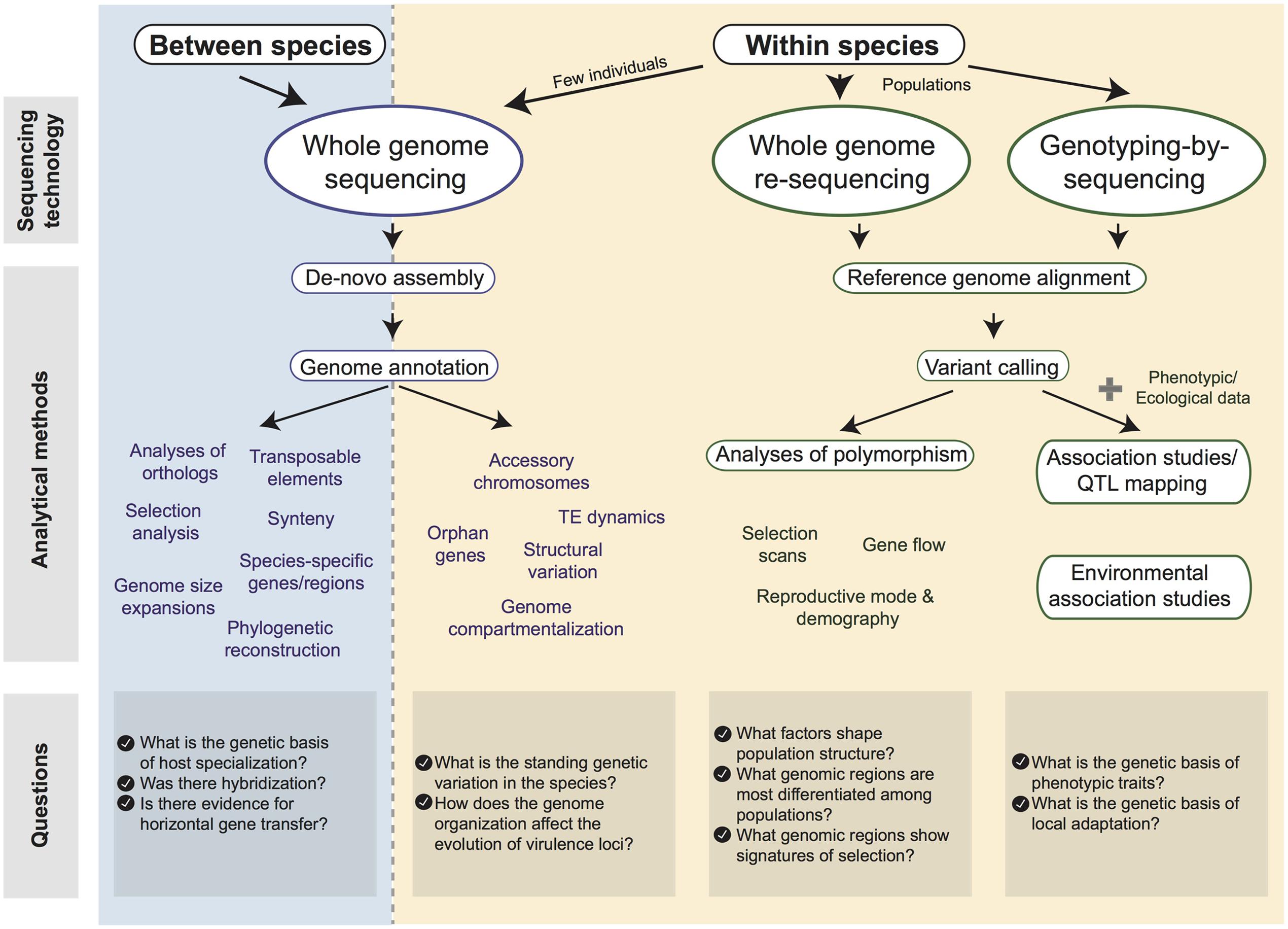 Using Population and Comparative Genomics to Understand the Genetic Basis of Effector-Driven Fungal Pathogen Evolution