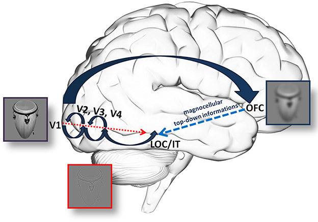 Top-down signal from prefrontal cortex in executive control of memory  retrieval