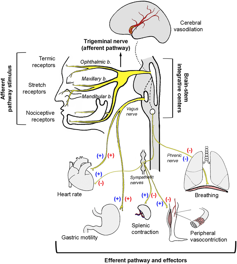 Trigeminal Nerve Chart