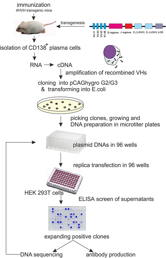 Effect of co-overexpression of the cargo receptor ERGIC-53/MCFD2 on  antibody production and intracellular IgG secretion in recombinant Chinese  hamster ovary cells - ScienceDirect