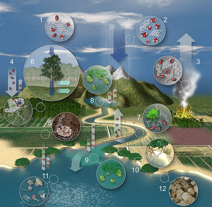 Frontiers | Where Carbon Goes When Water Flows: Carbon Cycling