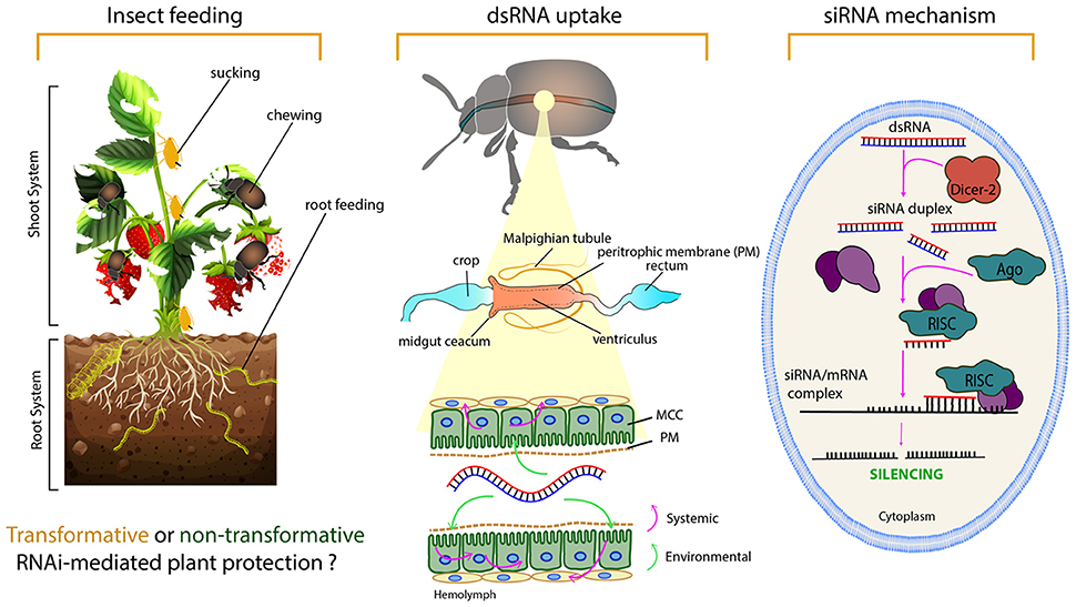 dsrna