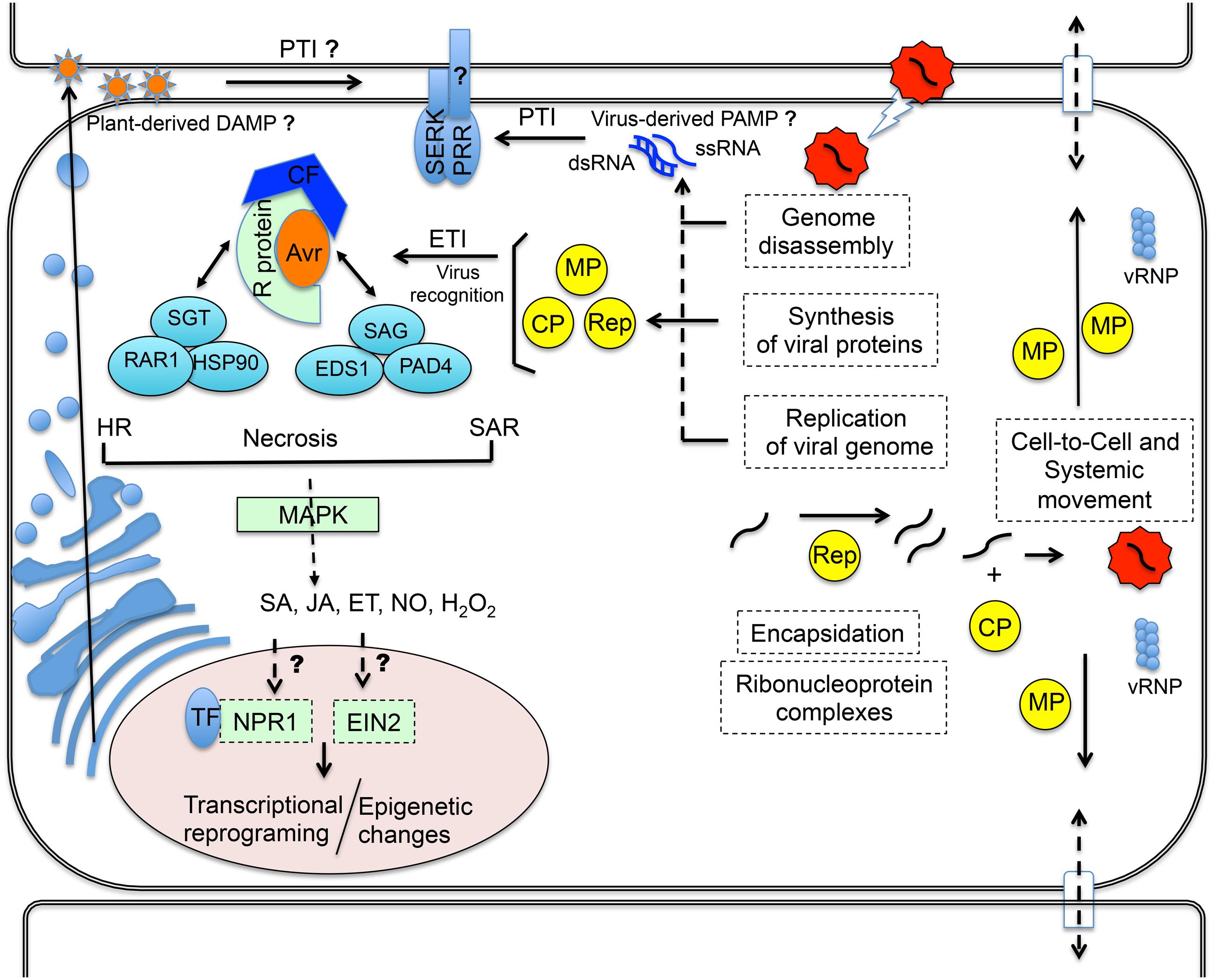 Frontiers Immune Receptors And Co Receptors In Antiviral Innate Immunity In Plants Microbiology