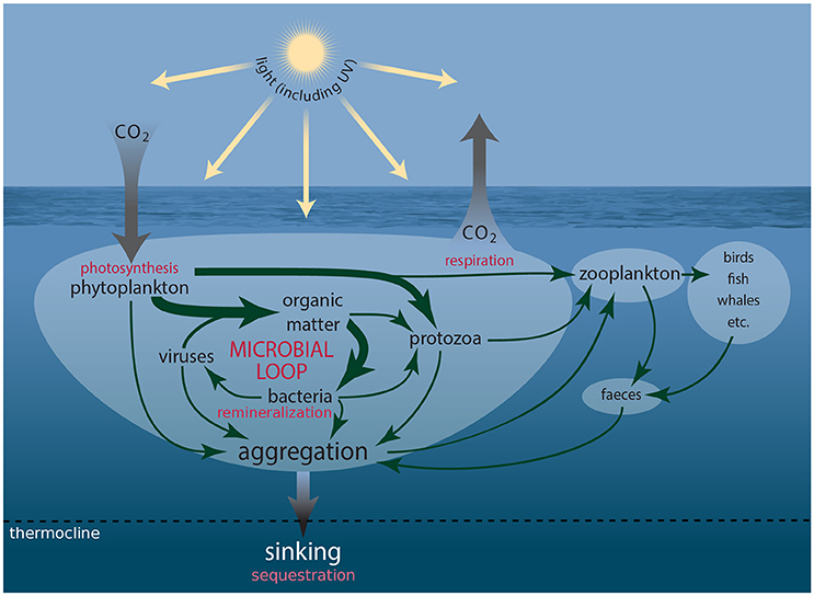 CP - Biotic response of plankton communities to Middle to Late Miocene  monsoon wind and nutrient flux changes in the Oman margin upwelling zone