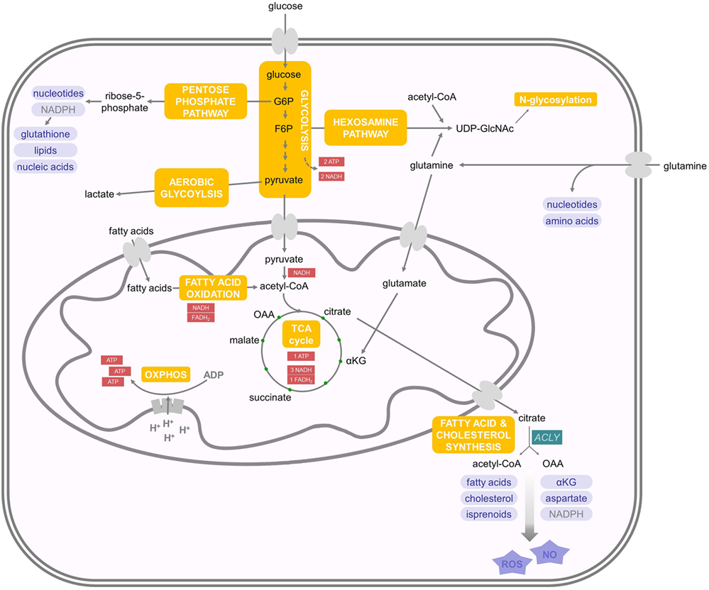 Interferon System Deficiencies Exacerbating Severe Pandemic Virus Infections: Trends In Microbiology