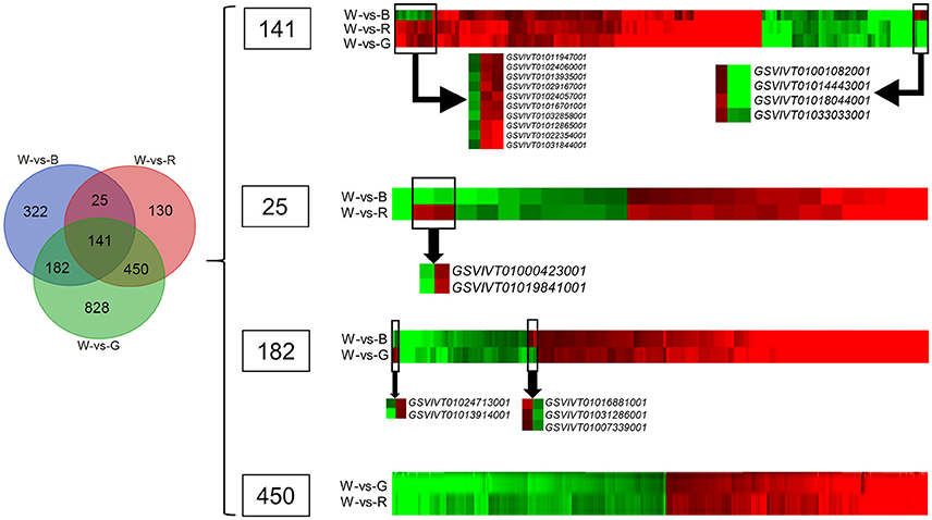 Frontiers | An RNA-Seq Analysis of Grape Plantlets Grown in