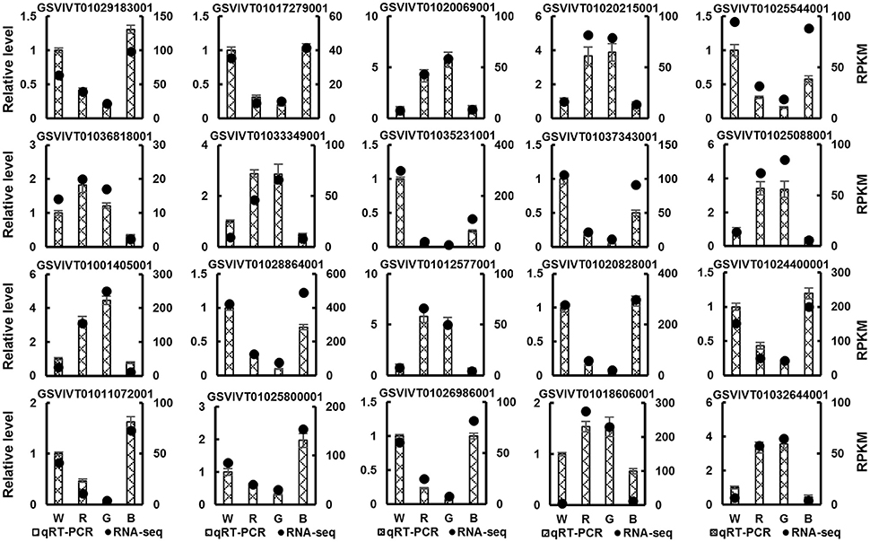 Frontiers | An RNA-Seq Analysis of Grape Plantlets Grown in