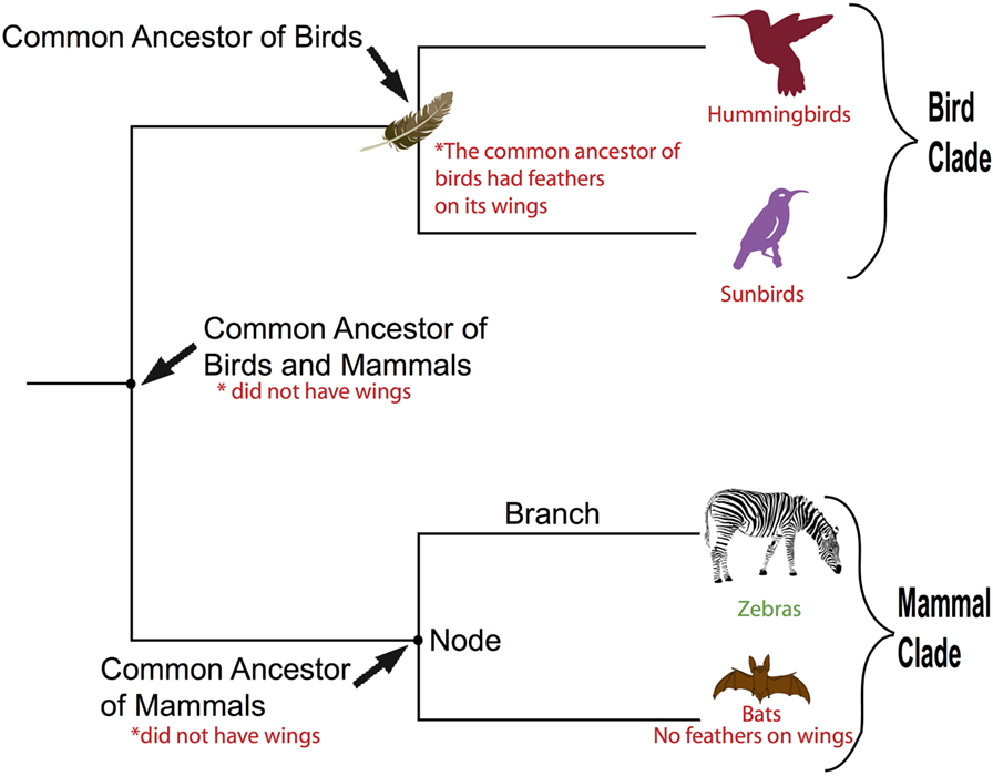 Figure 1 - Understanding a phylogenetic tree.