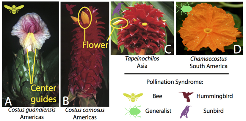 Figure 2 - Some species of Costaceae with symbols to show their pollination syndromes.
