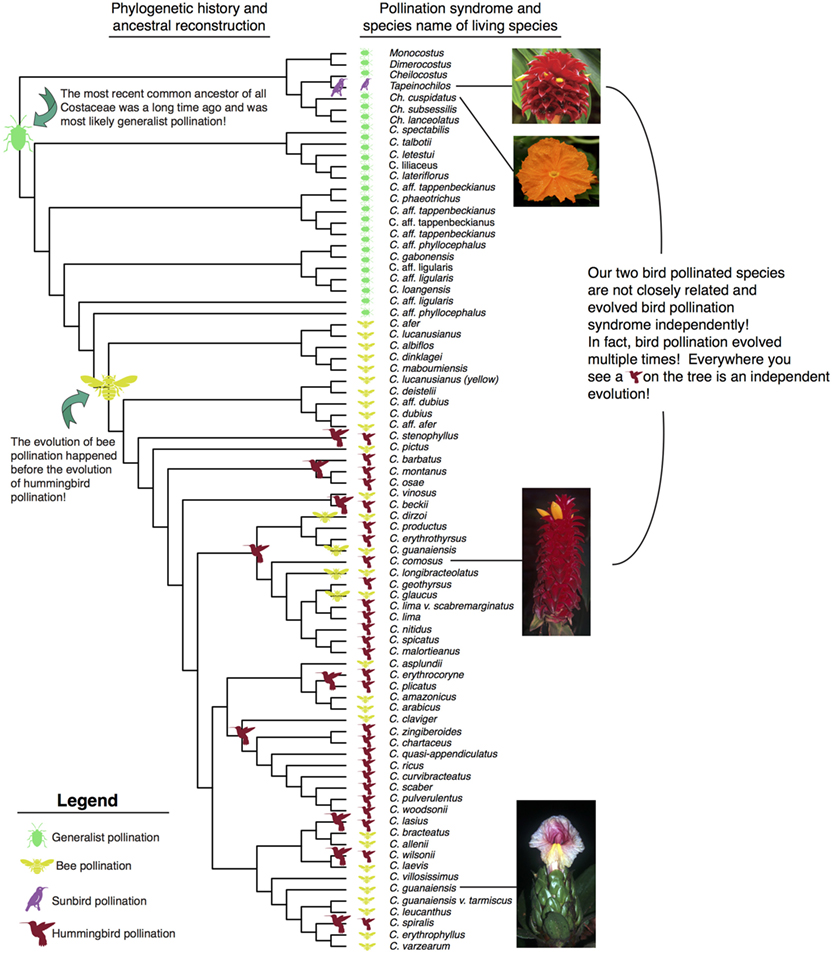 Figure 3 - The phylogenetic tree of Costaceae species.