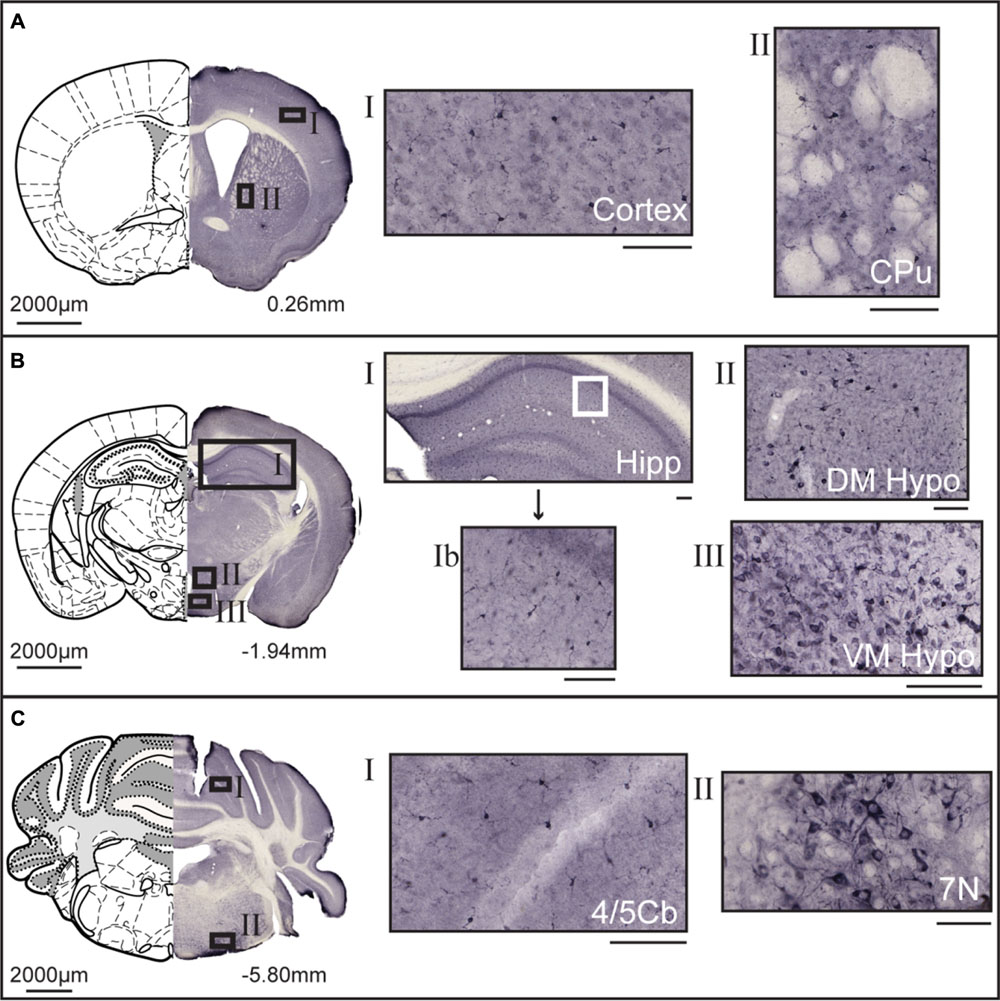 Frontiers | Putative Membrane-Bound Transporters MFSD14A and MFSD14B ...