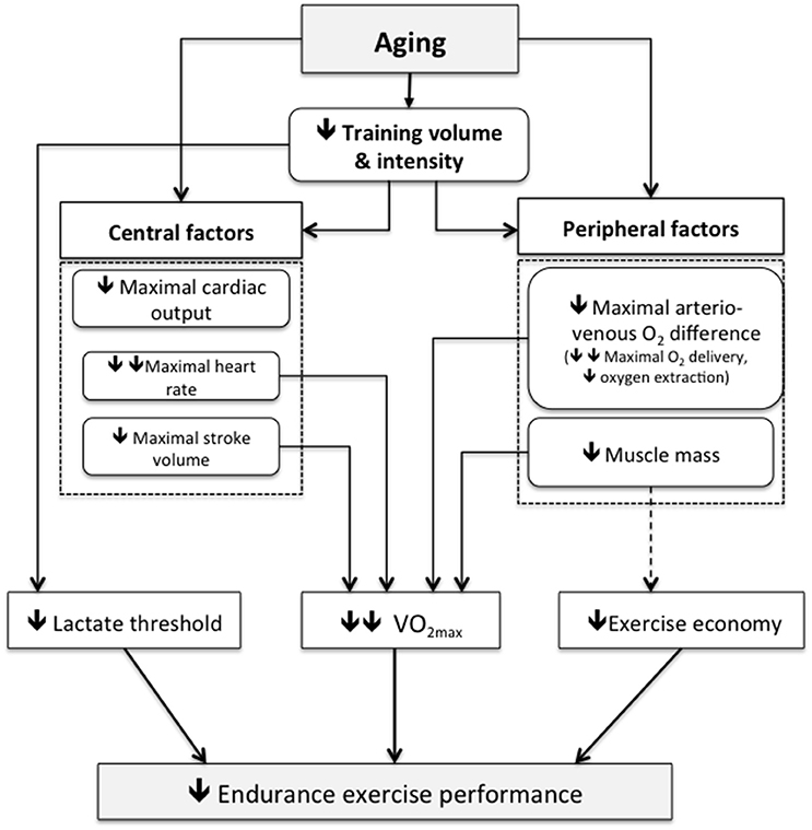 Three types of Masters Athletes – Human Kinetics