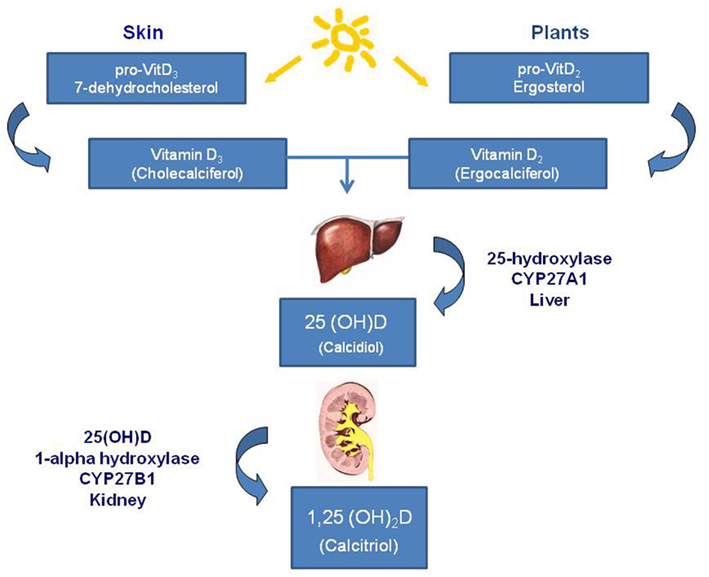 | Vitamin D and Cancer | Endocrinology