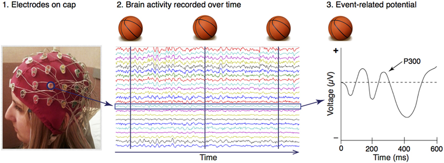 Figure 2 - Recording electroencephalogram (EEG) in humans.