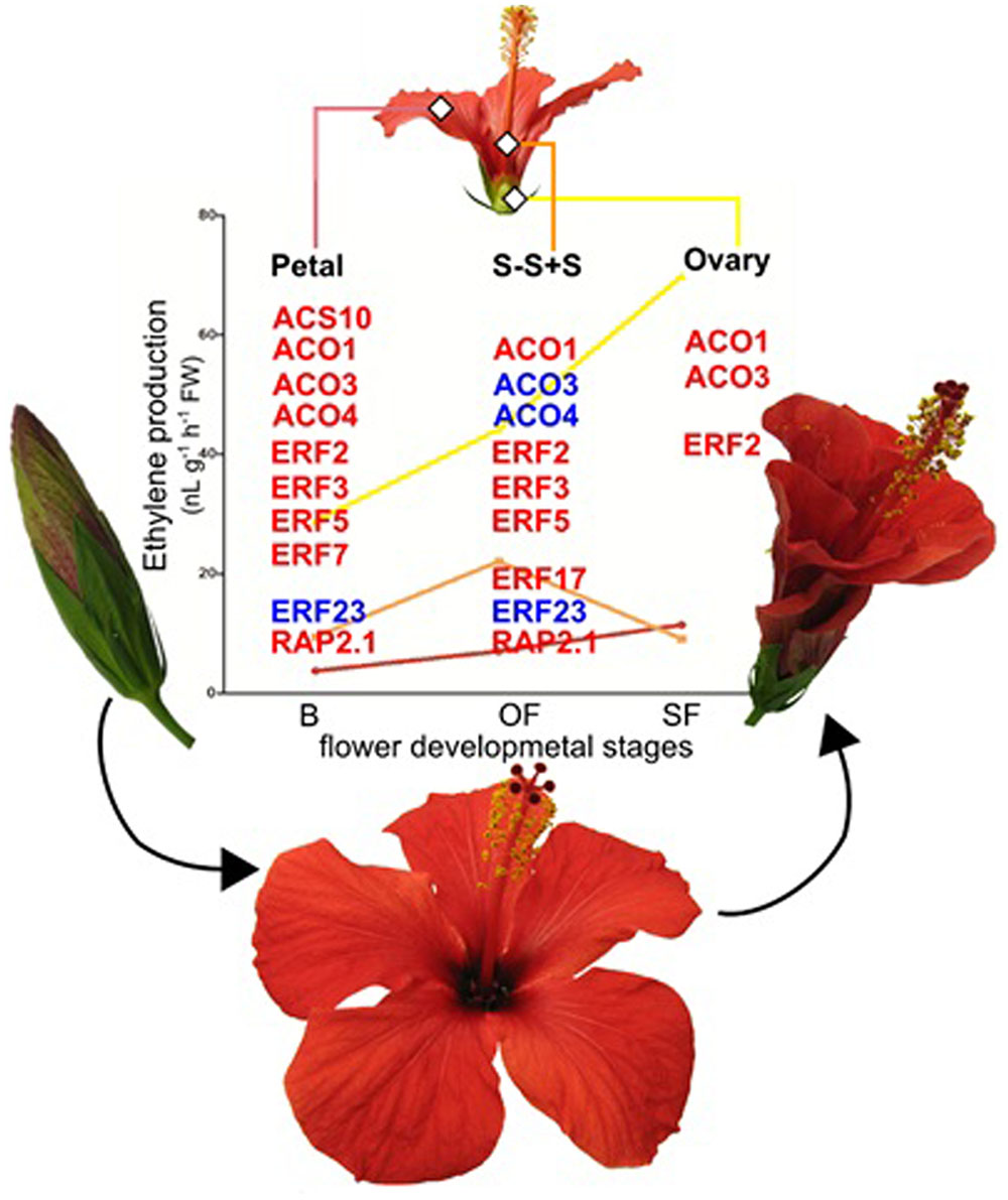 Frontiers | Ethylene Role in Plant Growth, Development and Senescence ...