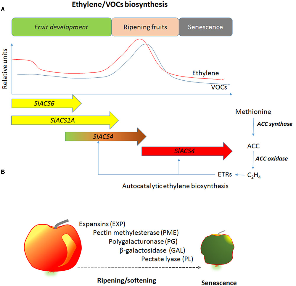 Frontiers | Ethylene Role in Plant Growth, Development and Senescence ...